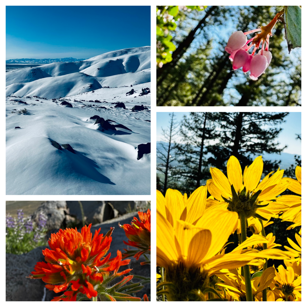 Spring time trail scenes in Carson City, Nevada.